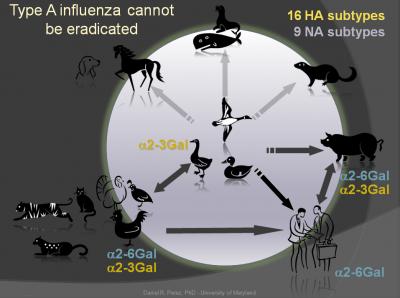 Why Influenza A virus cant be eradicated